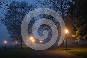 Silhouette of trees illuminated by street lamps in thick fog at night, Phoenix Park, Dublin