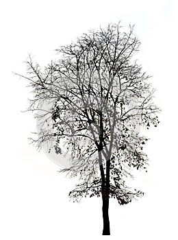 Silhouette of trees isolated on white