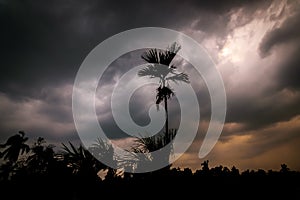 A silhouette of trees with orange sky full of dark clouds above. Calmness before the storm