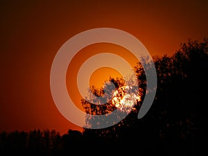 Silhouette of trees on red sunset background