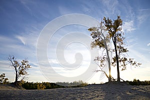 Silhouette of the trees in the sand dune at twilight