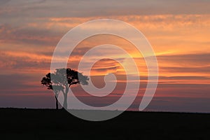 Silhouette of trees during sunet in the african savannah.