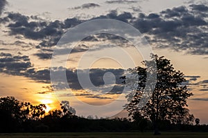 Silhouette of trees and sunlight in the countryside