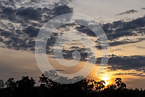 Silhouette of trees and sunlight in the countryside