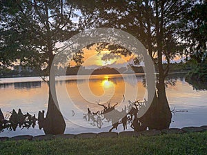 Silhouette of trees at sunrise