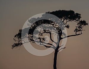 The silhouette of trees at sunset on Dauphin Island, Mobile County, Alabama