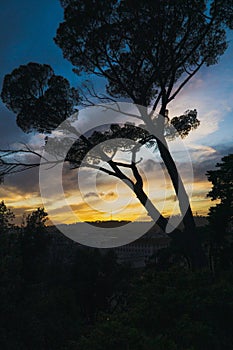 Silhouette of trees during sunset over Rome