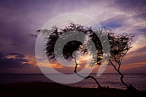 Silhouette of trees at sunset