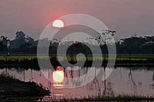 Silhouette of trees in the sunset reflecting in the water