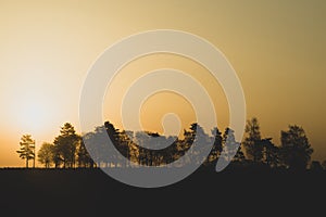 Silhouette of the trees at sunset. sun setting behind the forest