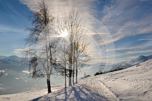 silhouette of trees in winter in alpine landscape on road covered with snow crossing mountain