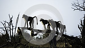 A silhouette of a troop of baboons standing on a fallen tree trunk