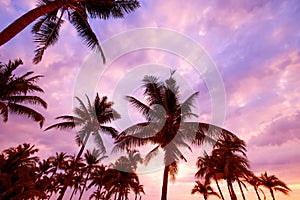 Silhouette of tropical beach during sunset twilight.