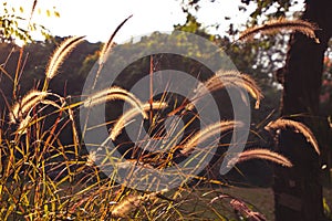 Silhouette tropical grass flower fountain grass on sunset background.