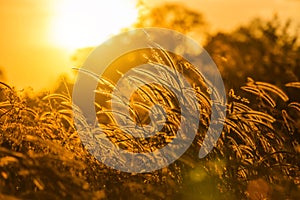 Silhouette tropical grass flower or setaceum pennisetum fountain grass on sunset