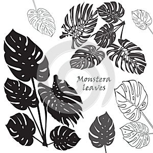 Silhouette tropical monstera leaves. Black isolated on white background