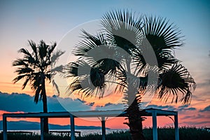 silhouette of a tropical palm tree against the background of a beautiful evening sky near the Mediterranean coast 6