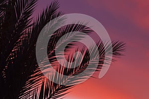 Silhouette of tropical palm tree leaves on sunset or sunrise. The concept of traveling on vacation to a tropical country. Copy