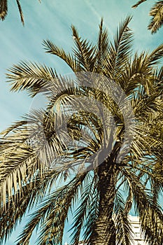 Silhouette of tropical palm tree with sunlight at sunset sky and cloudy abstract background. Summer holidays and outdoor