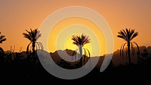 Silhouette of tropical palm tree at sunset