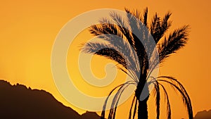 Silhouette of Tropical Palm Tree at Sunset in Slow Motion