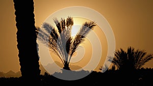 Silhouette of Tropical Palm Tree at Sunset in Slow Motion