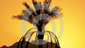 Silhouette of Tropical Palm Tree at Sunset in Slow Motion