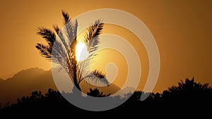 Silhouette of Tropical Palm Tree at Sunset in Slow Motion