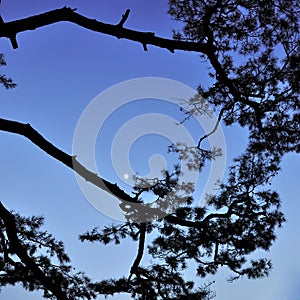 Silhouette of tropical pine
