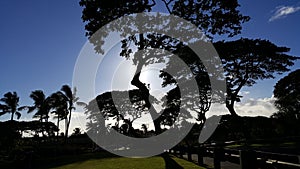 Silhouette of tropical trees