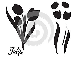 Silhouette of tulip flower. Bouquet of tulips.