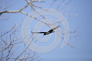 Silhouette of a Turkey Vulture