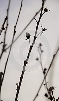 Silhouette of twigs with seedpods in late afternoon in the autumn