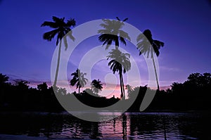 Silhouette twilight coconut trees.