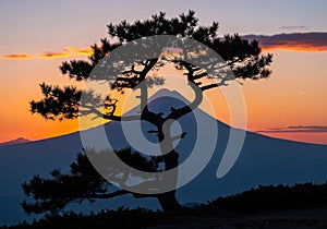 Silhouette of a twisted tree with