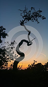 Silhouette of a twisted tree at sunset