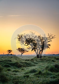 Silhouette of twisted trees in Dublin city Pheonix Park at sunrise