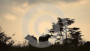 The Silhouette Of Two African Buffalo In The Savannah Inside El Karama Lodge Located In Laikipia, K