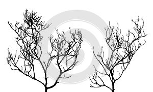 silhouette of two bare dead trees isolated on white background