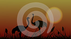 Silhouette. Two birds of African ostriches in the savannah in the grass on a background of sunset