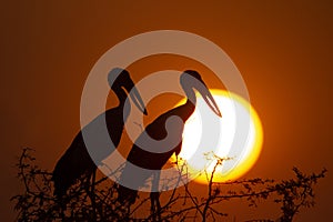 Silhouette of two birds against the orange sun