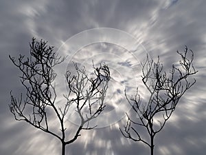 silhouette two dead tree among darkness grey stormy motion