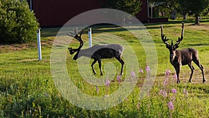 Silhouette of a two deer in a field, Sweden