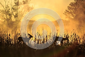 Silhouette of two fawns on a foggy morning