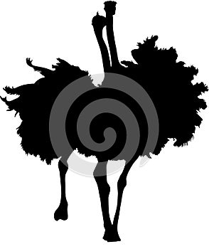 Silhouette of two fighting ostriches