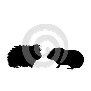 Silhouette of two Guinea pig. Pet animals