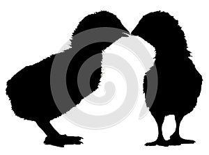 Silhouette of two little chickens