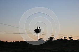 Silhouette of two nesting birds at sunset.