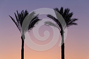 Silhouette of two palm trees against sky