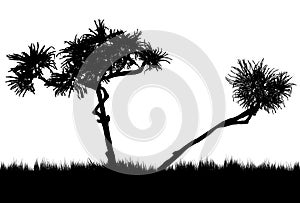 Silhouette of a two pandanus trees in the sun set black and white